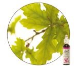 Chêne - Oak (n°22), 20&nbsp;ml